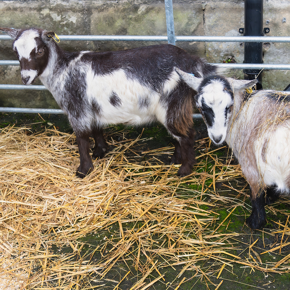 two goats standing on straw in a pen