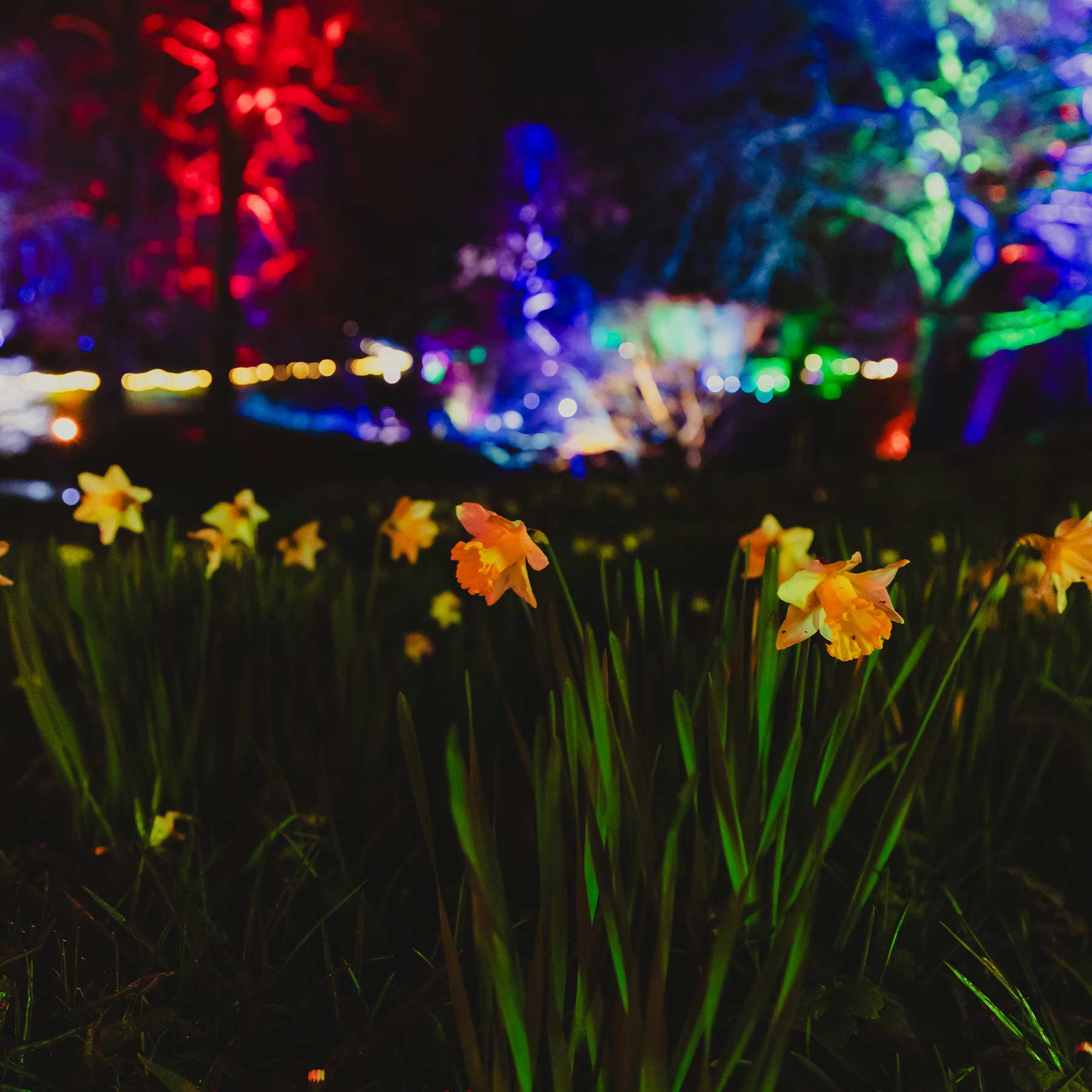 flowers at wonderglow light trail