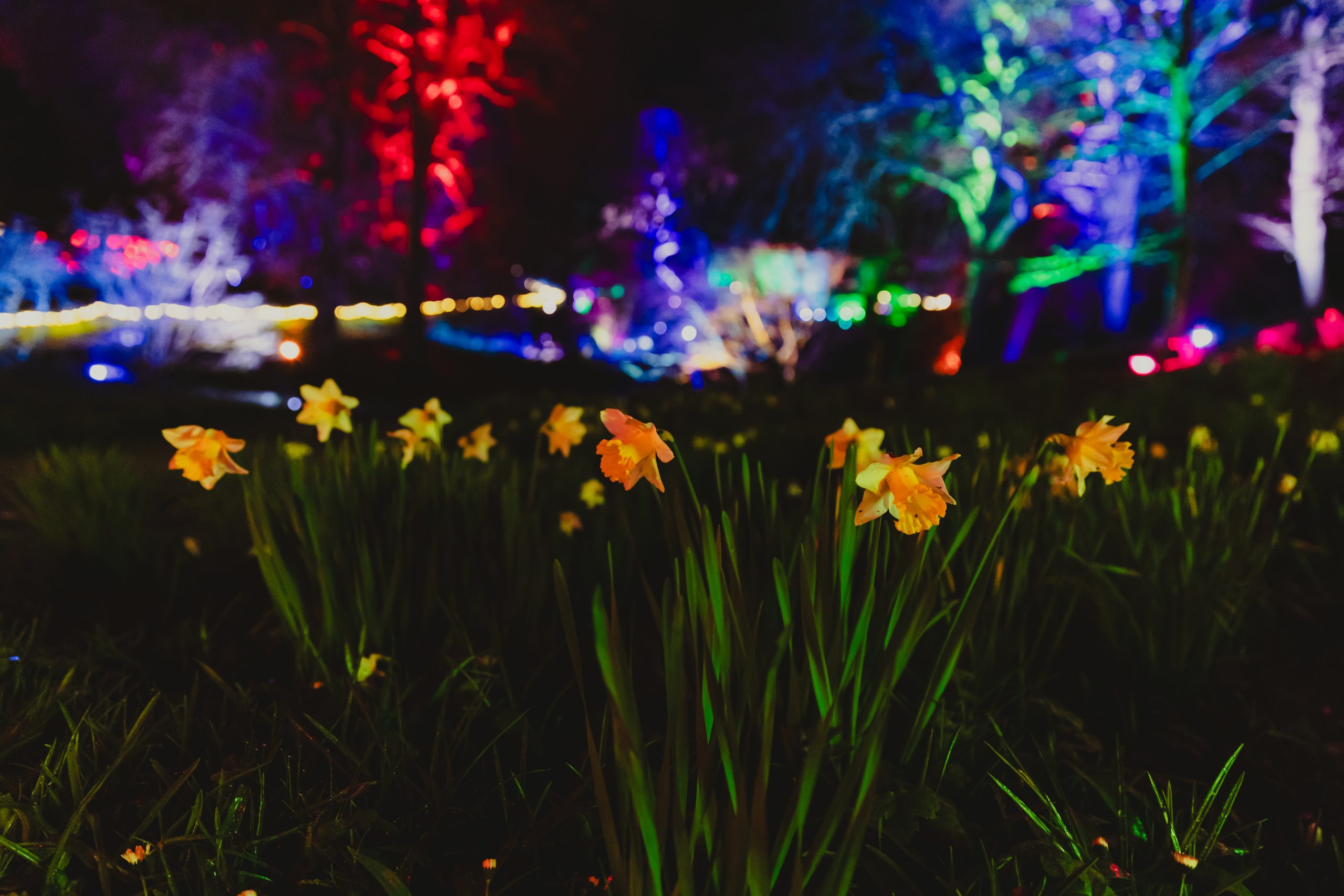flowers at darlington hall