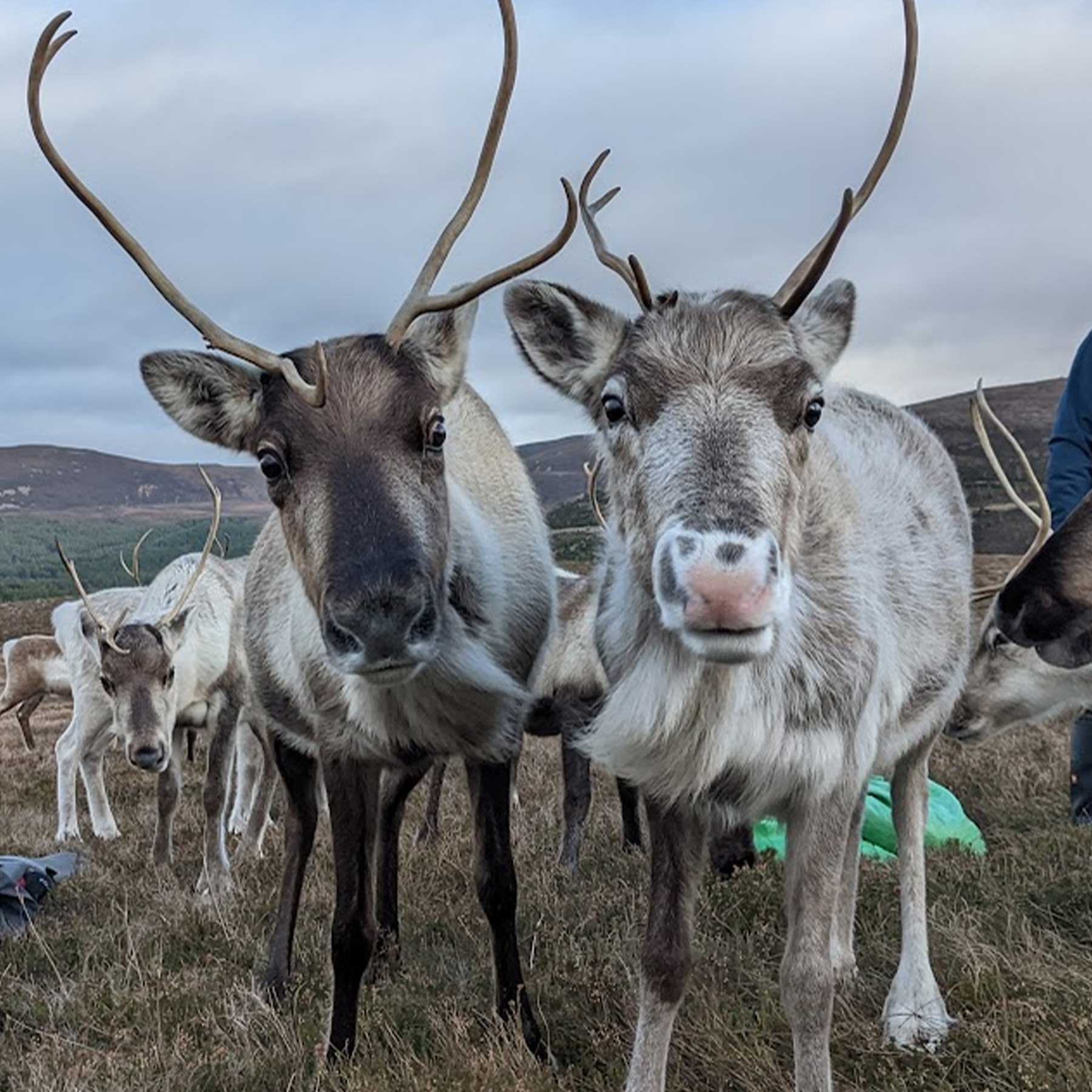 cairngorm reindeer
