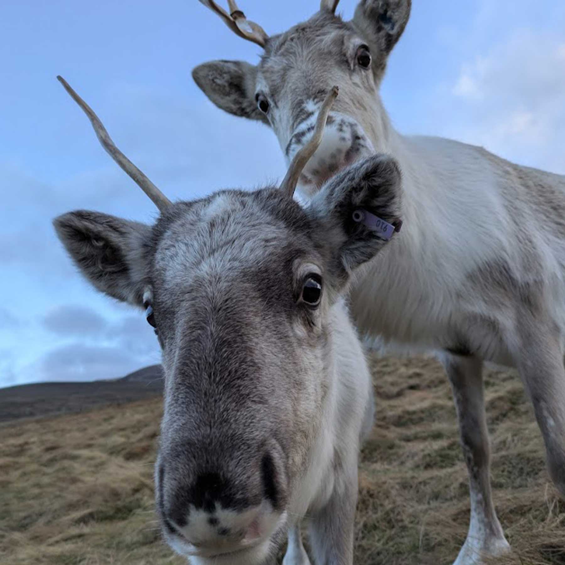 cairngorm reindeer