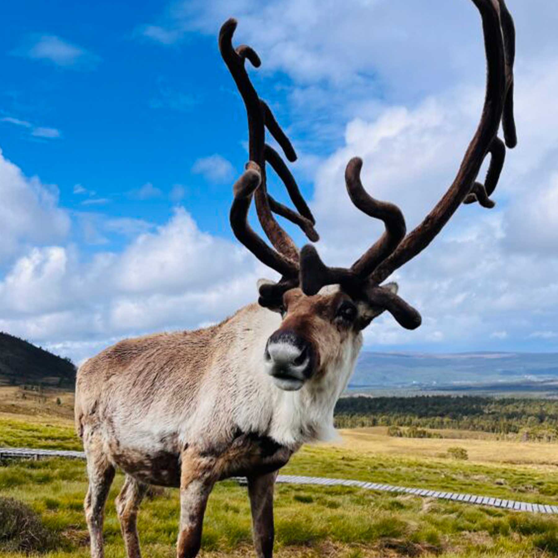 cairngorm reindeer
